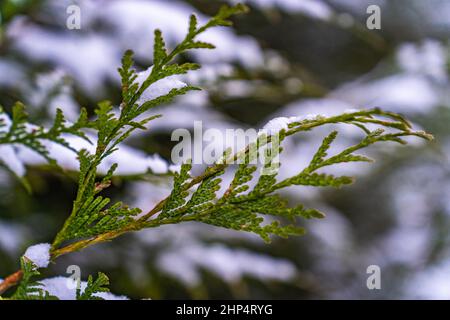 Opzionale focalizzazione su un ramo di thuja in inverno coperto di neve Foto Stock