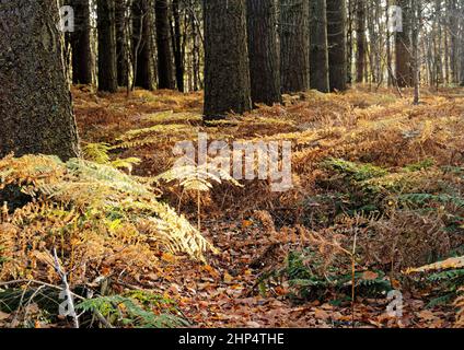 Bracken marrone e asciutto fra i pini in un bosco di Norfolk. Foto Stock