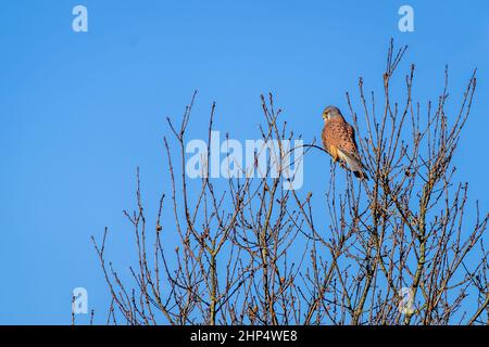 Kestrel che riposa in un albero in una giornata di inverni soleggiati Foto Stock