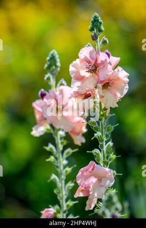 Matthiola incana che fiorisce in un giardino inglese Foto Stock