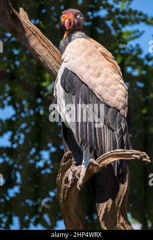 Primo piano di una Vultura del Re (Sarcoramphus papa) arroccata su un albero morto Foto Stock