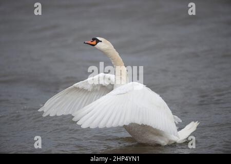 Mute Swan, Cygnus olor, Brent Reservoir, Londra, Regno Unito Foto Stock