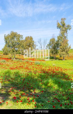 Vista di alberi di eucalipto e campi di fiori di anemone rosso, in Marva Grove, deserto del Negev settentrionale, Israele meridionale Foto Stock