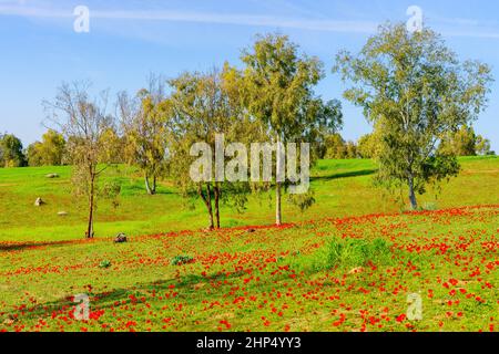 Vista di alberi di eucalipto e campi di fiori di anemone rosso, in Marva Grove, deserto del Negev settentrionale, Israele meridionale Foto Stock