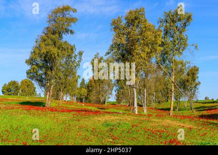 Vista di alberi di eucalipto e campi di fiori di anemone rosso, in Marva Grove, deserto del Negev settentrionale, Israele meridionale Foto Stock