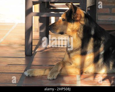 Un cane nero e marrone adulto medita e riposa pacificamente Foto Stock