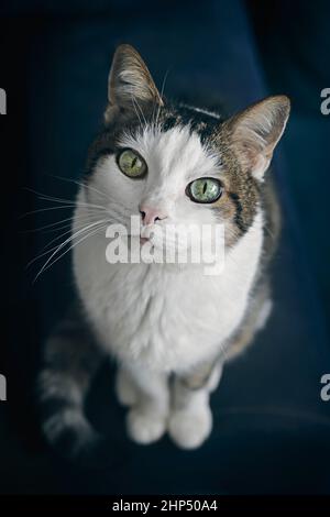 Gatto simpatico tabby che guarda fino alla fotocamera. Vista ad angolo elevato con messa a fuoco selettiva. Foto Stock