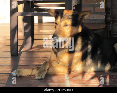 Un cane nero e marrone adulto medita e riposa pacificamente Foto Stock