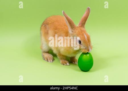 Primo piano coniglio pasquale con un uovo verde su sfondo verde. Concetto di vacanza di Pasqua. Foto Stock