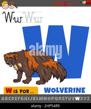 Lettera W dall'alfabeto con carattere animale wolverine cartoon Illustrazione Vettoriale