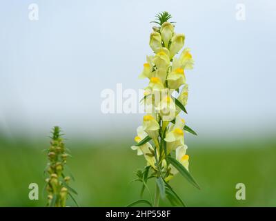 Un comune toadflax (Linaria, vulgaris) in una giornata nuvolosa in estate, prato verde sullo sfondo Foto Stock