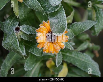 Fiore di Marigold con Frost Foto Stock