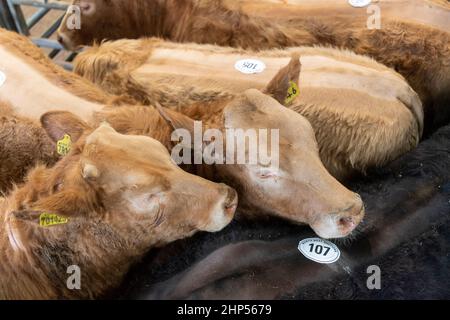 Bestiame bovino di manzo venduto in un negozio di vendita all'asta di bestiame in Cumbria, Regno Unito. Foto Stock