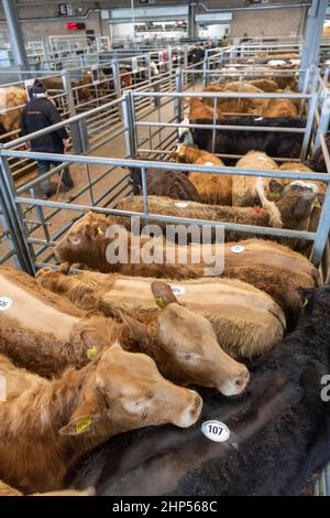 Bestiame bovino di manzo venduto in un negozio di vendita all'asta di bestiame in Cumbria, Regno Unito. Foto Stock