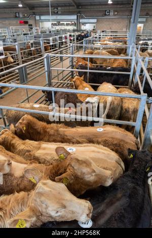 Bestiame bovino di manzo venduto in un negozio di vendita all'asta di bestiame in Cumbria, Regno Unito. Foto Stock