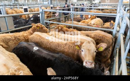 Bestiame bovino di manzo venduto in un negozio di vendita all'asta di bestiame in Cumbria, Regno Unito. Foto Stock