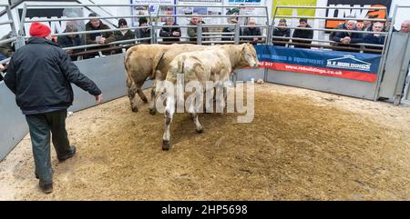 Bestiame bovino di manzo venduto in un negozio di vendita all'asta di bestiame in Cumbria, Regno Unito. Foto Stock