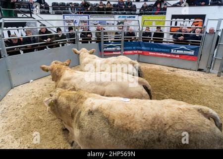 Bestiame bovino di manzo venduto in un negozio di vendita all'asta di bestiame in Cumbria, Regno Unito. Foto Stock