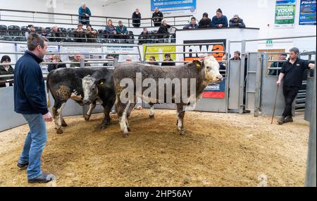 Bestiame bovino di manzo venduto in un negozio di vendita all'asta di bestiame in Cumbria, Regno Unito. Foto Stock