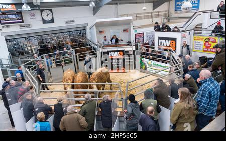 Bestiame bovino di manzo venduto in un negozio di vendita all'asta di bestiame in Cumbria, Regno Unito. Foto Stock