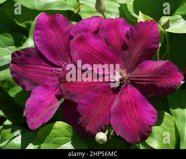 Bella estate fiori in un giardino verticale giardinaggio. Fiore cremisi clematis primo piano. Fiori Clematis varietà Westerplatte Foto Stock
