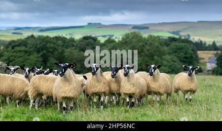 Agnelli mugnosi del nord dell'Inghilterra, da tipo di Hexham Scotch Blackface le pecore pronte per le vendite di autunno. Northumberland, Regno Unito. Foto Stock