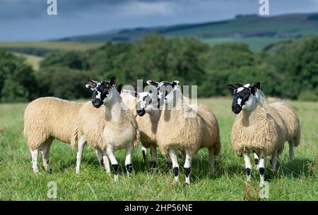 Agnelli mugnosi del nord dell'Inghilterra, da tipo di Hexham Scotch Blackface le pecore pronte per le vendite di autunno. Northumberland, Regno Unito. Foto Stock