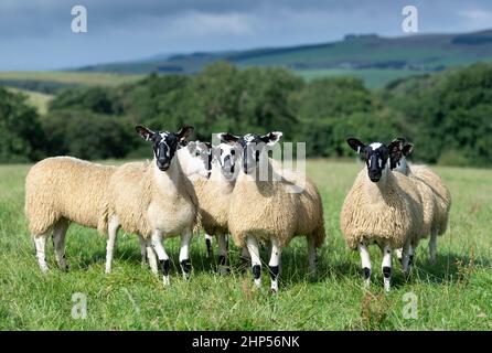 Agnelli mugnosi del nord dell'Inghilterra, da tipo di Hexham Scotch Blackface le pecore pronte per le vendite di autunno. Northumberland, Regno Unito. Foto Stock