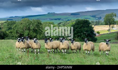 Agnelli mugnosi del nord dell'Inghilterra, da tipo di Hexham Scotch Blackface le pecore pronte per le vendite di autunno. Northumberland, Regno Unito. Foto Stock