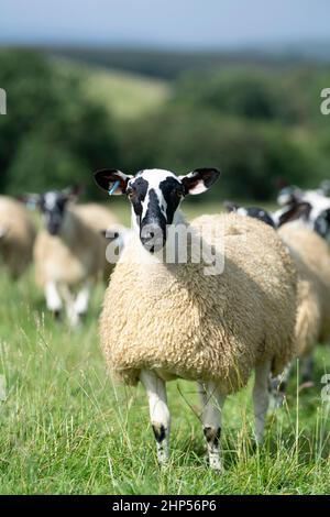 Agnelli mugnosi del nord dell'Inghilterra, da tipo di Hexham Scotch Blackface le pecore pronte per le vendite di autunno. Northumberland, Regno Unito. Foto Stock