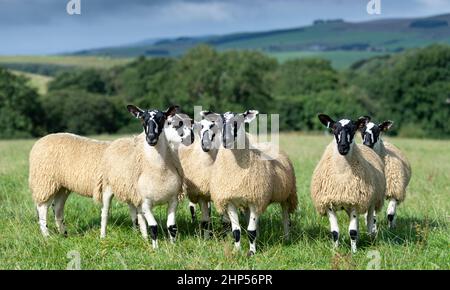 Agnelli mugnosi del nord dell'Inghilterra, da tipo di Hexham Scotch Blackface le pecore pronte per le vendite di autunno. Northumberland, Regno Unito. Foto Stock