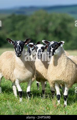 Agnelli mugnosi del nord dell'Inghilterra, da tipo di Hexham Scotch Blackface le pecore pronte per le vendite di autunno. Northumberland, Regno Unito. Foto Stock