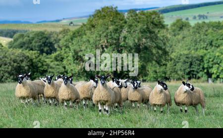 Agnelli mugnosi del nord dell'Inghilterra, da tipo di Hexham Scotch Blackface le pecore pronte per le vendite di autunno. Northumberland, Regno Unito. Foto Stock