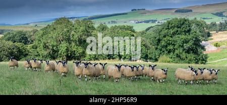 Agnelli mugnosi del nord dell'Inghilterra, da tipo di Hexham Scotch Blackface le pecore pronte per le vendite di autunno. Northumberland, Regno Unito. Foto Stock