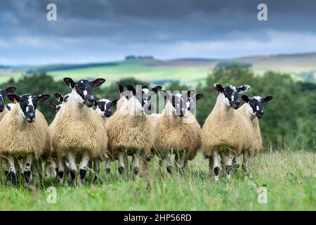 Agnelli mugnosi del nord dell'Inghilterra, da tipo di Hexham Scotch Blackface le pecore pronte per le vendite di autunno. Northumberland, Regno Unito. Foto Stock