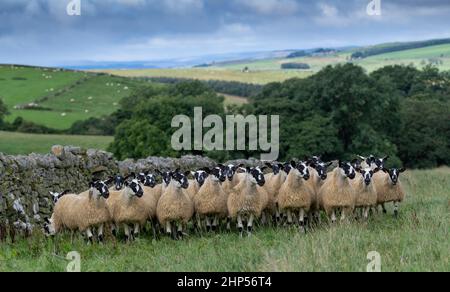 Agnelli mugnosi del nord dell'Inghilterra, da tipo di Hexham Scotch Blackface le pecore pronte per le vendite di autunno. Northumberland, Regno Unito. Foto Stock