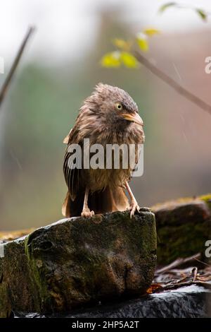 Un simpatico uccellino (jangle babbler) goda la pioggia in una giornata piovosa Foto Stock