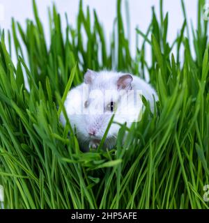 Il criceto bianco Djungariano si siede in erba verde da vicino. Foto Stock