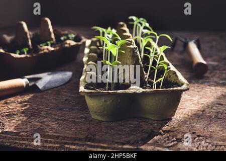 Piantine di pomodoro in vaschette di uova riutilizzate e attrezzi da giardino sul tavolo di legno scuro, giardinaggio domestico sostenibile e concetto di cottagecore Foto Stock