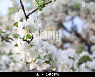 Un ramo in fiore del melo in primavera Foto Stock