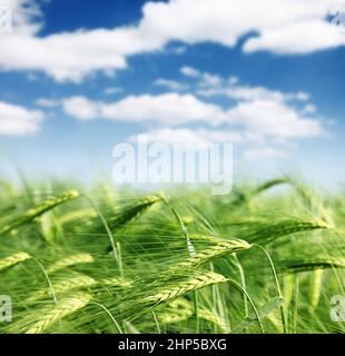 Grano verde e cielo blu con nuvole Foto Stock