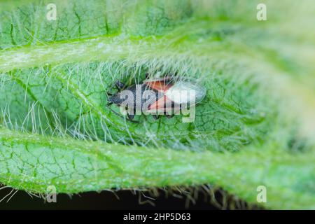 Caraffe di semi di lime (Oxycarenus lavaterae) su semi di soia. Si tratta di una specie invasiva di bedbug in Europa. Foto Stock