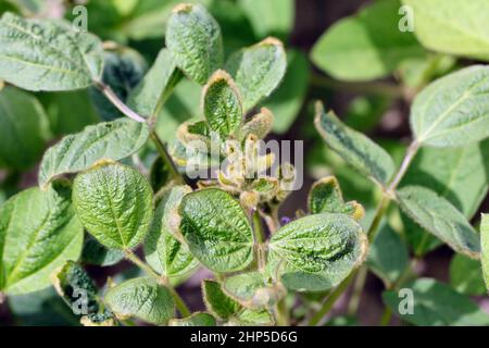 Foglie di soia degerminate. Danno erbicida dicamba - fitotossicità. Foto Stock