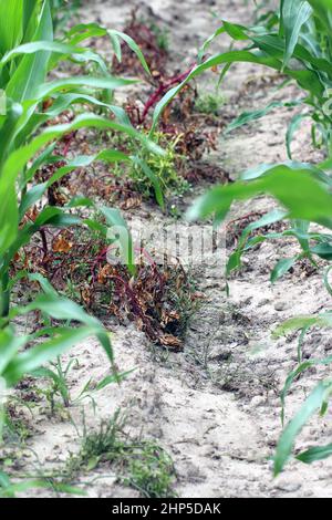 Weed - Chenopodium album piante di piume bianche controllate con successo con erbicida in un raccolto di mais. Foto Stock