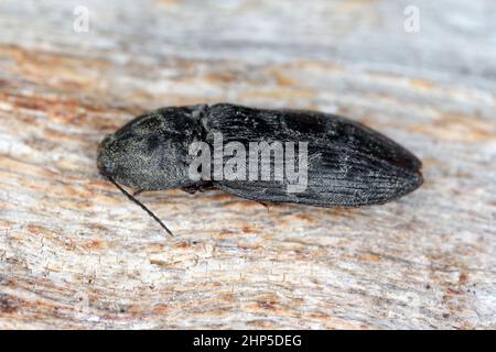 Scacchi Clicca Beetle Prosternon tessellatum su legno. Foto Stock