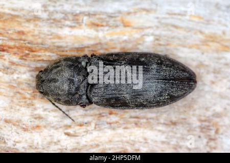 Scacchi Clicca Beetle Prosternon tessellatum su legno. Foto Stock