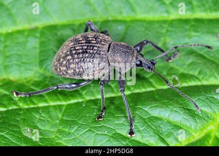 Beetle di Otiorhynchus (a volte Otiorrhynchus) su una foglia di lampone. Molti di loro e.i. il fezzolo nero della vite (o sulcatus) o il fezzolo della radice della fragola. Foto Stock