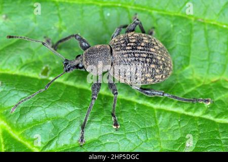 Beetle di Otiorhynchus (a volte Otiorrhynchus) su una foglia di lampone. Molti di loro e.i. il fezzolo nero della vite (o sulcatus) o il fezzolo della radice della fragola. Foto Stock