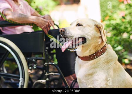 HES in servizio. Girato di una donna anziana in sedia a rotelle con il suo cane. Foto Stock