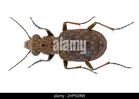 Elaphrus riparius close-up estremo con ingrandimento elevato. Carabidae scarabeo Carabidae Coleoptera Insecta. Isolato su sfondo bianco. Foto Stock